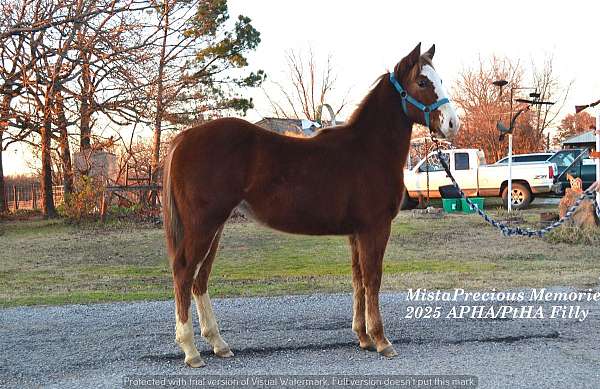 halter-ranch-weanling