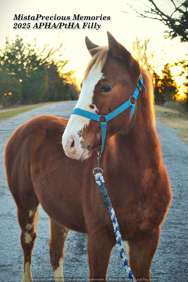 paint-pinto-weanling