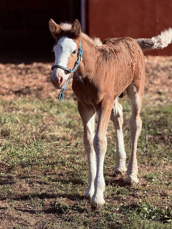 bay-silver-bay-clydesdale-colt