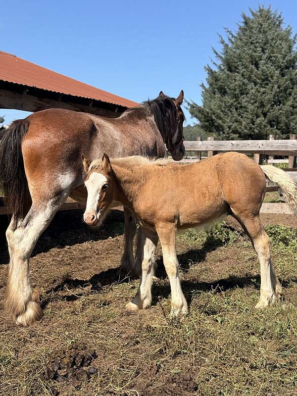 bay-silver-bay-drum-colt