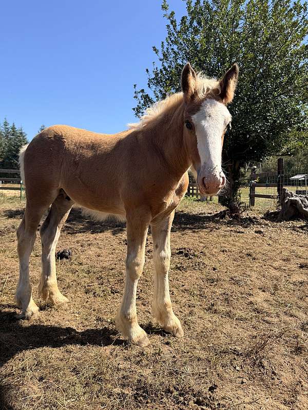 bay-silver-bay-gypsy-vanner-colt