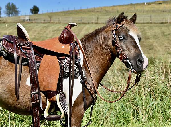 pinto-chocolate-white-pony