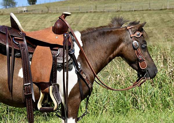 pinto-traine-pony