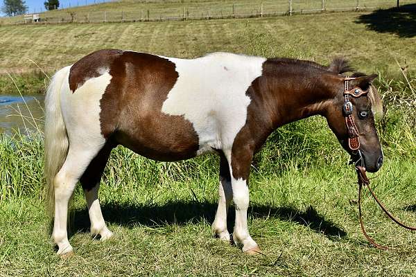 chocolate-white-pony
