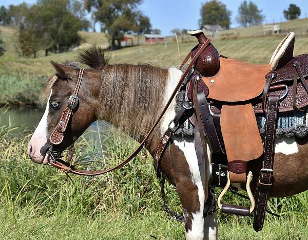 beginner-miniature-pony