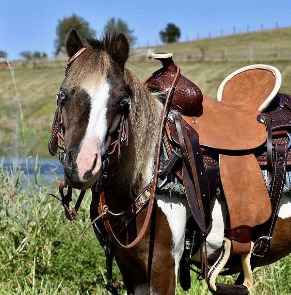 blue-eyed-miniature-pony