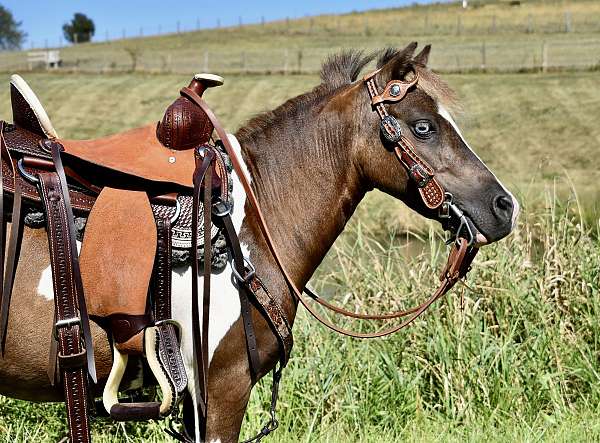 driving-miniature-pony