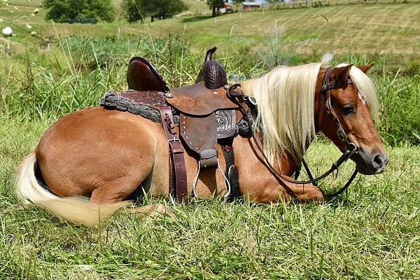 lesson-pony-miniature