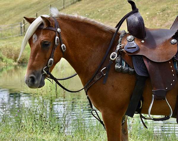 chestnut-trick-pony