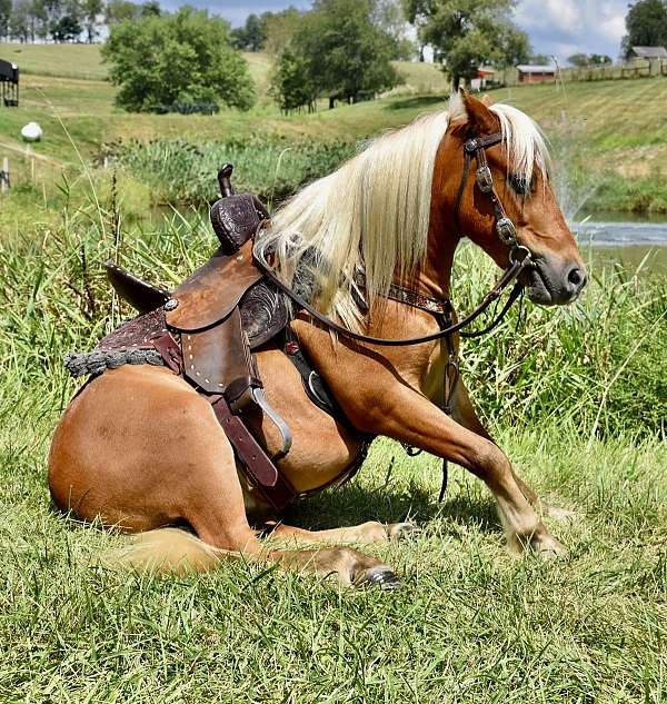 miniature-pony