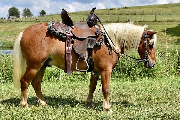 kid-safe-miniature-pony