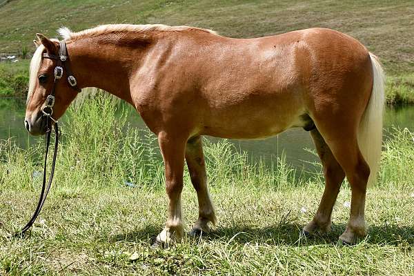 trick-trained-miniature-pony