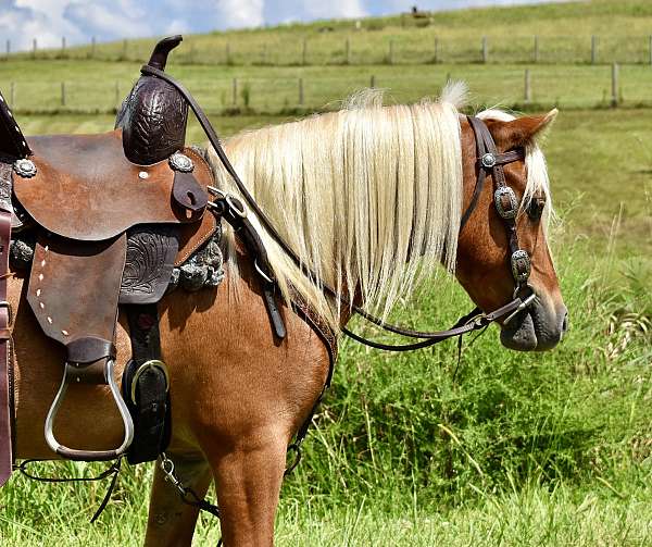 driving-pony-miniature