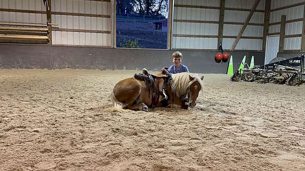 pony-miniature