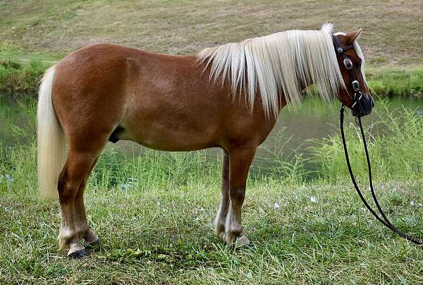 english-pony-miniature