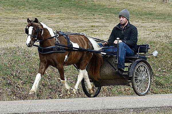 pinto-blue-roan-white-pony