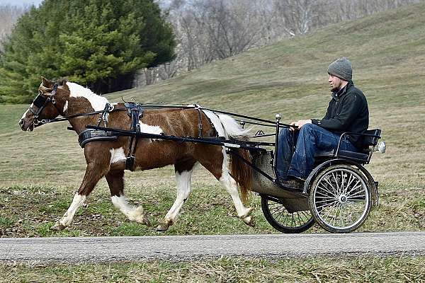 western-ridi-miniature-pony