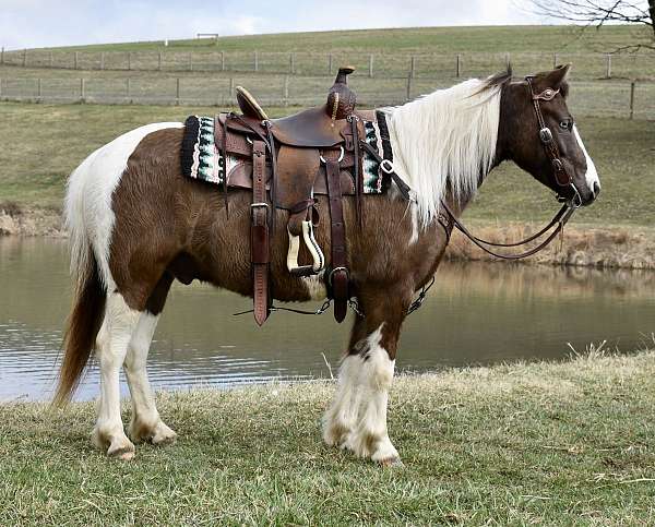 pinto-western-ridi-pony
