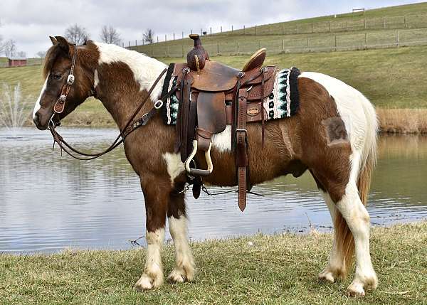 western-ridi-pony
