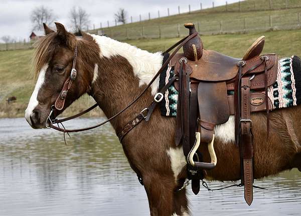 miniature-pony
