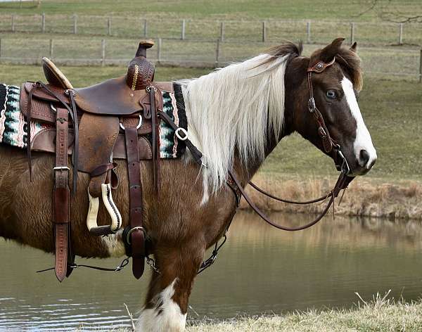 kid-safe-miniature-pony