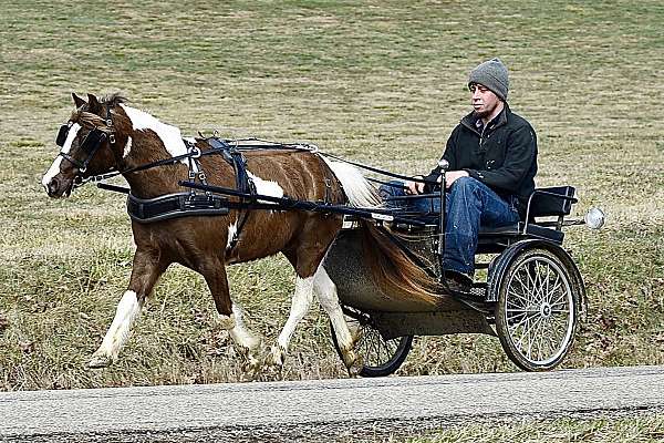 blue-miniature-pony