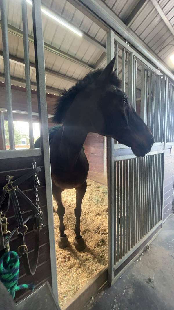 companion-jumper-thoroughbred-horse
