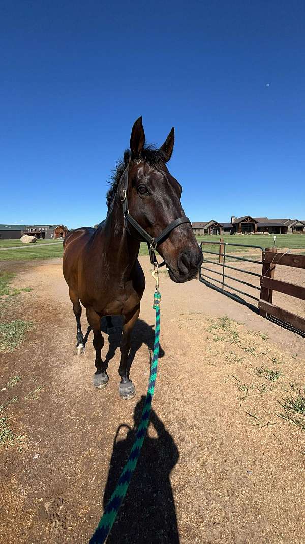 companion-jumper-horse