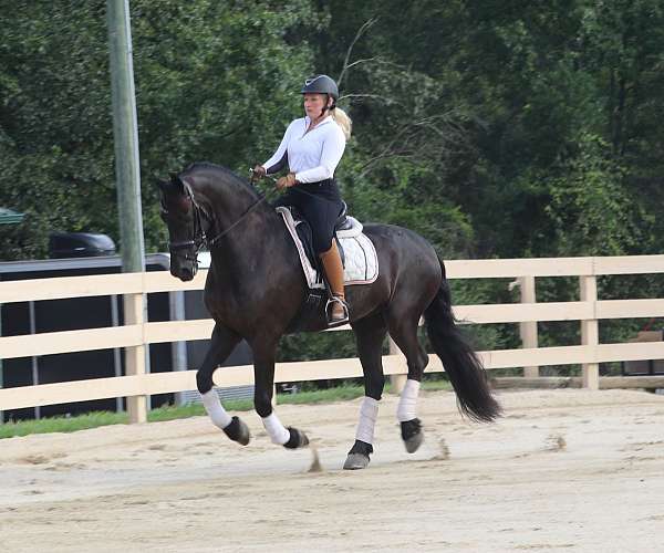 black-showmanshi-horse