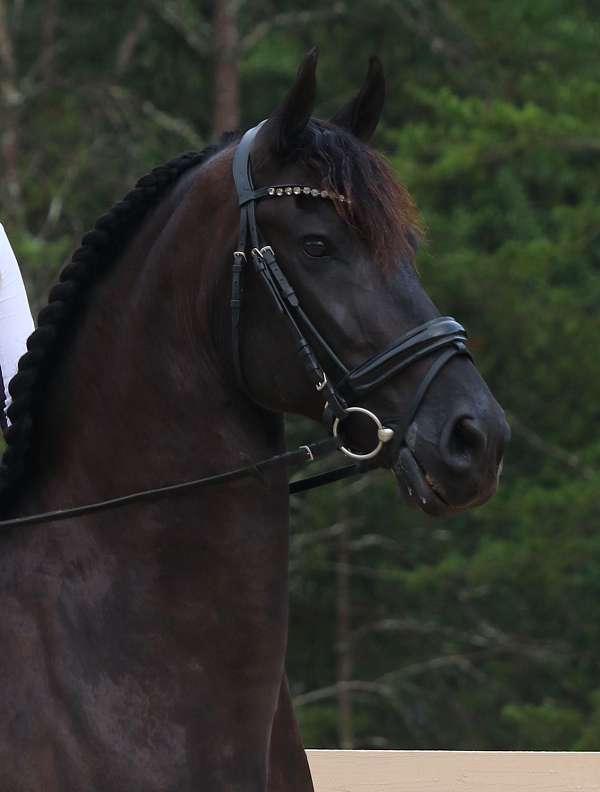 athletic-friesian-horse