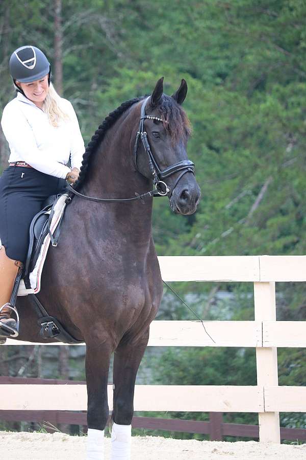 classical-friesian-horse
