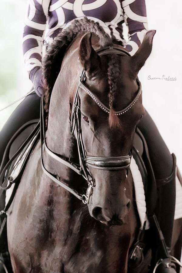 dressage-friesian-horse