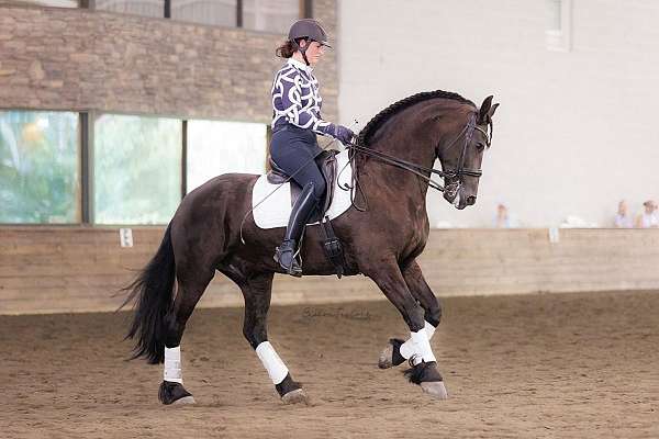 endurance-friesian-horse