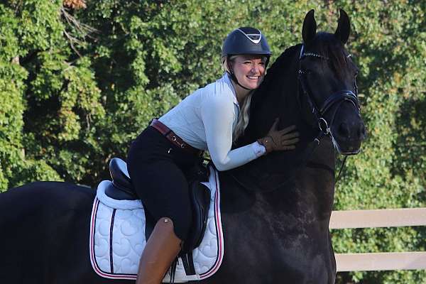 showmanshi-friesian-horse