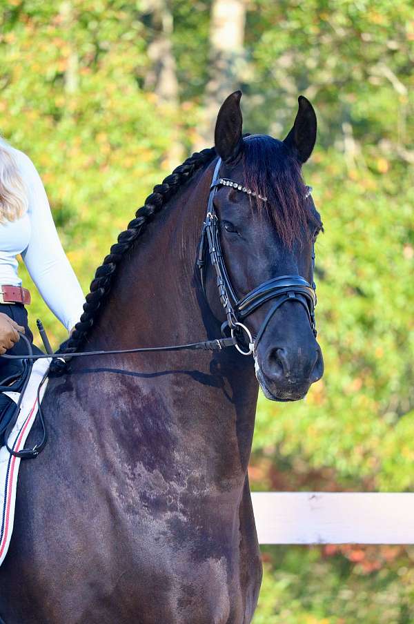 all-around-friesian-horse