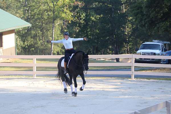 beginner-friesian-horse