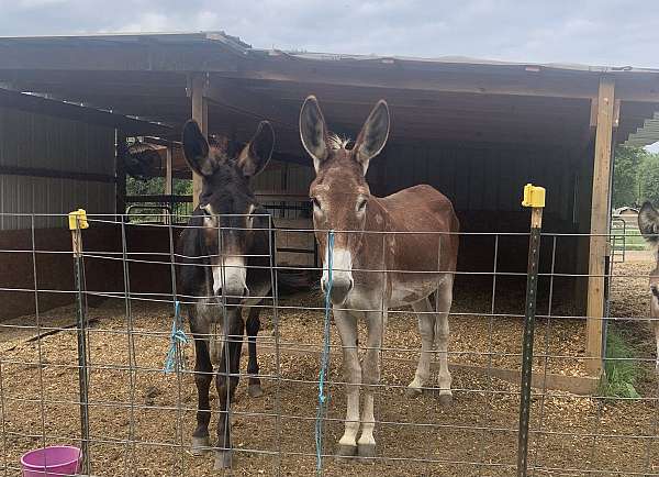 chocolate-donkey-gelding