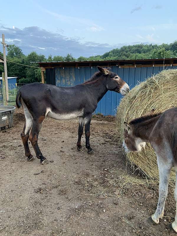chocolate-gelding-for-sale