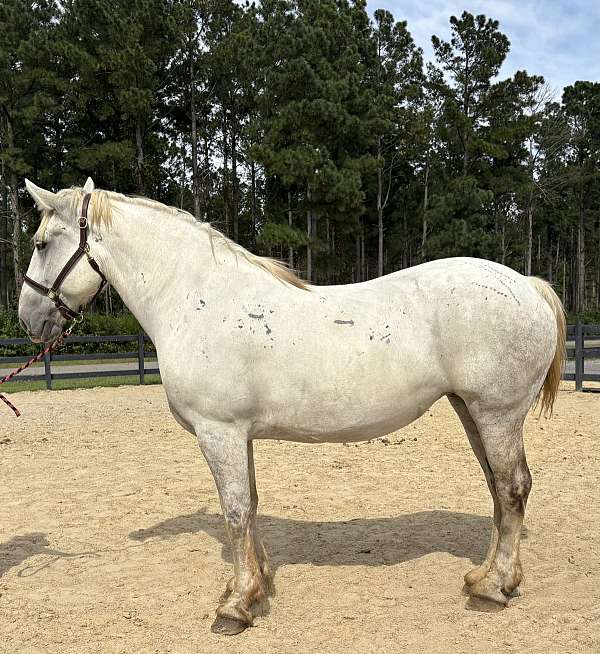 grey-mare-for-sale