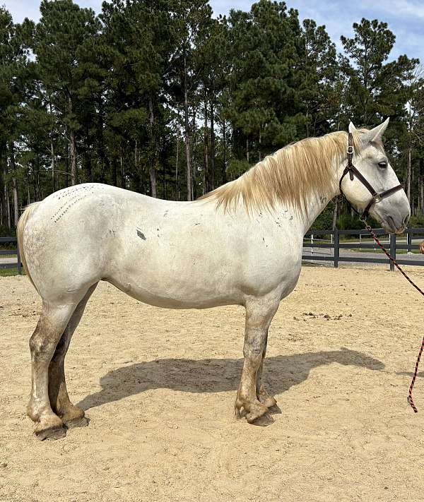 grey-percheron-mare