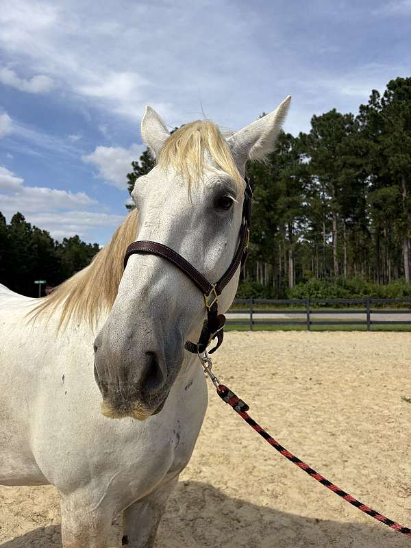 17-hand-percheron-mare