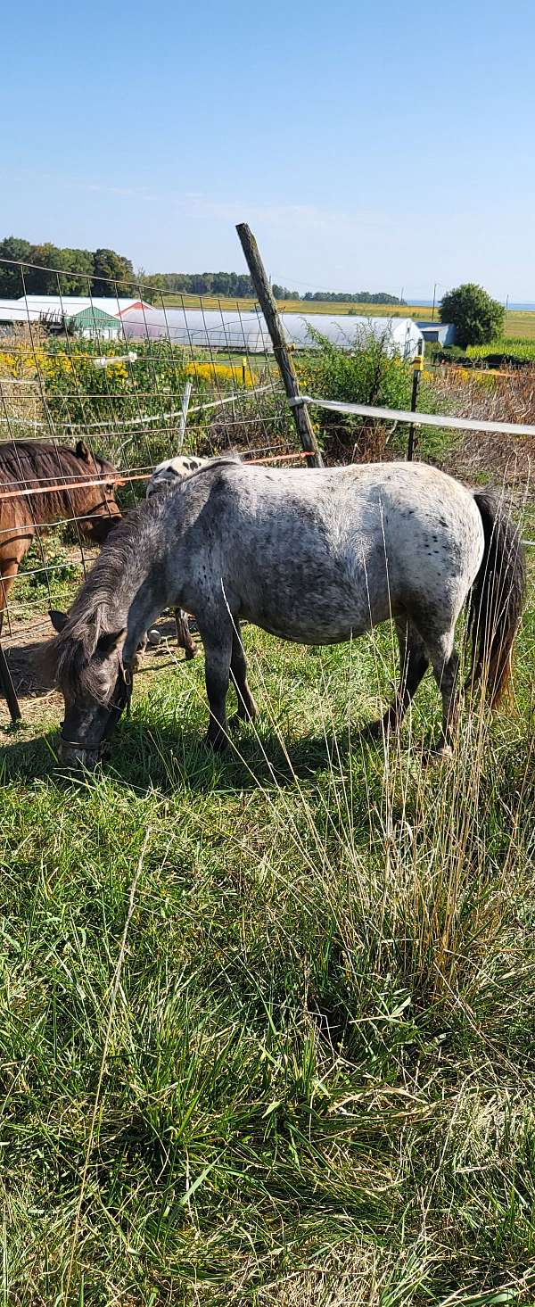 breeding-harness-appaloosa-horse