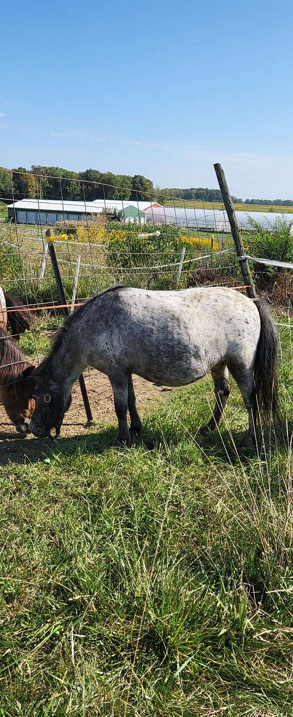 breeding-harness-mare