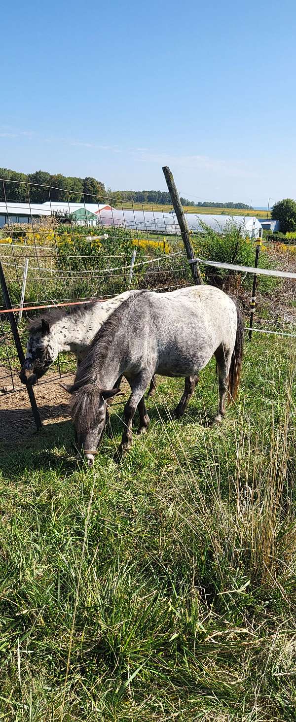 breeding-harness-horse