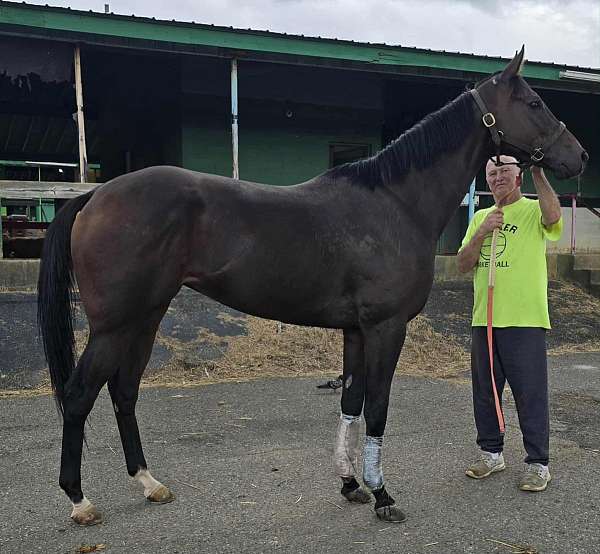 breeding-thoroughbred-horse