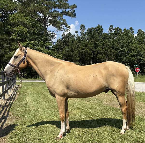 palomino-gelding-for-sale