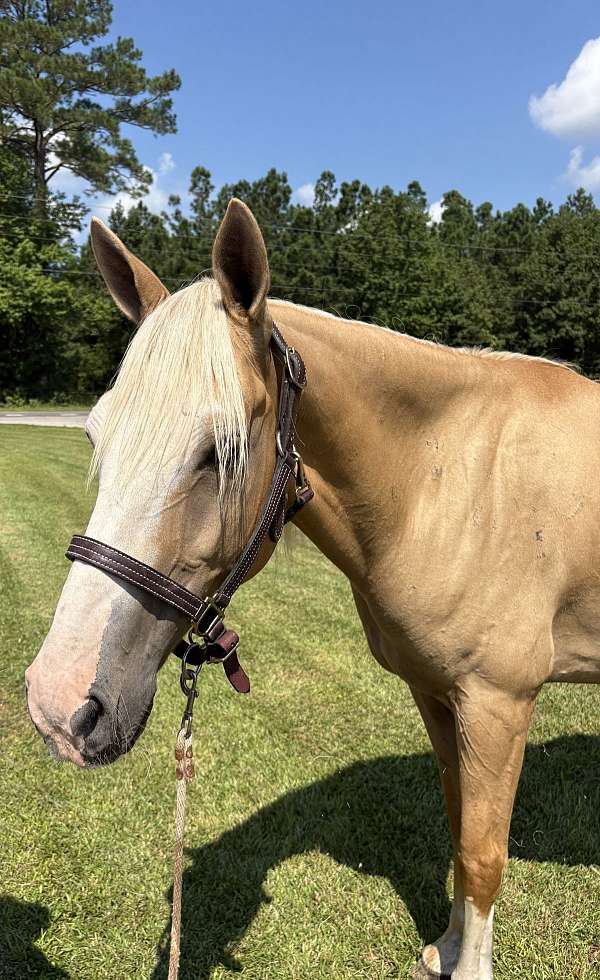 14-hand-quarter-horse-gelding