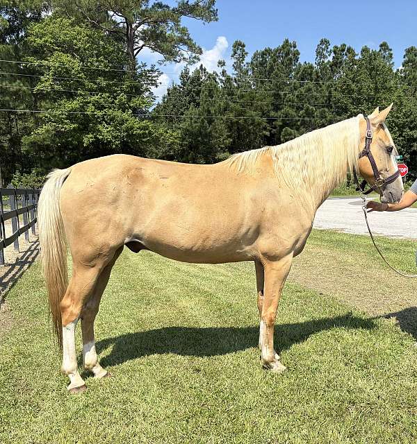 palomino-quarter-horse-gelding