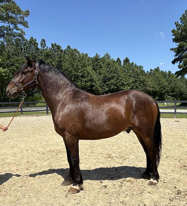 bay-gelding-for-sale