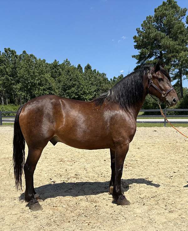 bay-draft-gelding